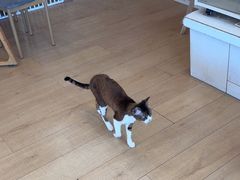 -Let's go狗咖·猫咖·奶狗·桌游(春熙路IFS店)