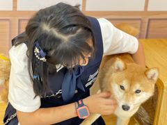 -柴源莊·柴小宠柴犬咖啡