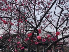 -红梅公园