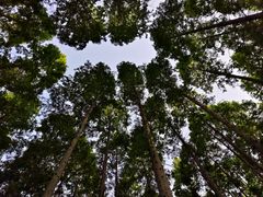 -黄海国家森林公园