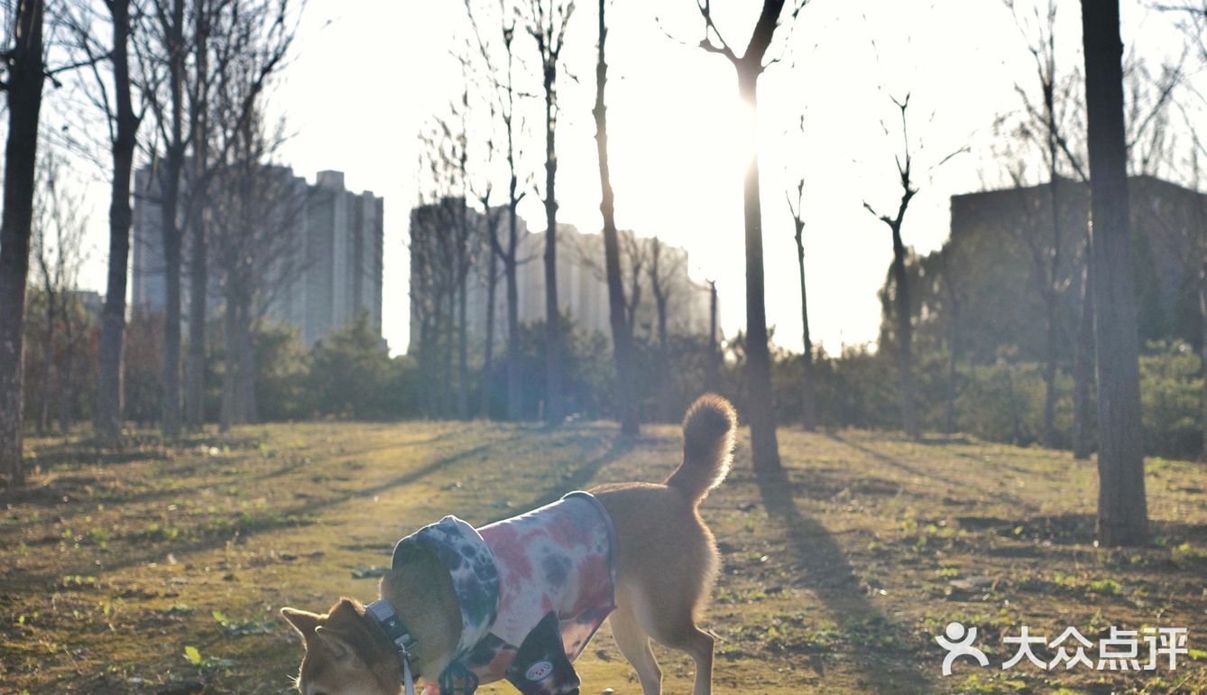【太阳宫安馨花园】不用去郊区也有大草地