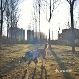 【太阳宫安馨花园】不用去郊区也有大草地