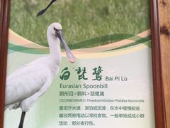 -大湾区中央湿地公园