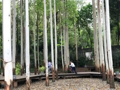 -桉树林A coffee 森林餐厅(三圣乡店)