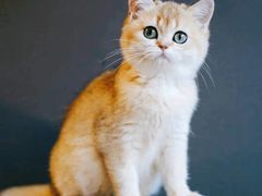 -十年猫舍·猫咪专门店(普陀店)