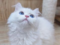 -山宅一喵德文卷毛猫舍