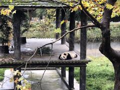 -都江堰中华大熊猫苑