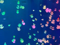 -成都浩海立方海洋公园