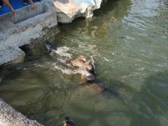 海狮-华夏文旅海洋公园