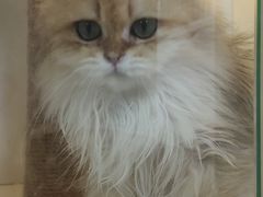 -十月米努特矮脚猫舍