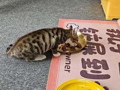 -艾贝尔宠物医院·24H转诊中心·肿瘤猫专科(江宁双龙店)