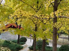 -元大都城垣遗址公园