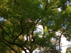 -同济大学(沪西校区)