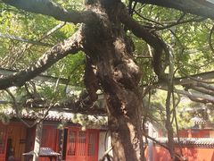 -红螺寺