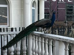 -J Create城市露营咖啡·简餐·宠物(上海动物园店)