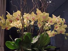 -当米亚诺意大利餐厅(武汉光谷凯悦酒店)
