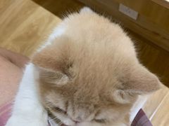 -滚猫咖啡·猫咖·猫友好撸猫(未来城店)
