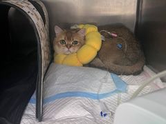 -北京赛佳动物医院