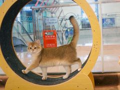 -大型宠物商超·宠海王国·宠物猫狗活体·用品·美容(新世界百货重庆店)