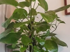 -不倒翁·徽天下名菜楼(马鞍山路店)