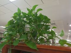 -武汉大学图书馆·文理学部总馆