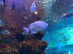 -沙沙哗啦海洋馆(华宇百花谷店)
