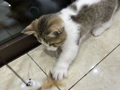 -小猫来了·猫舍(红山六九七九店)