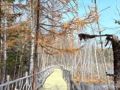 -五营红松林海景区