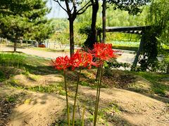 -西安浐灞国家湿地公园