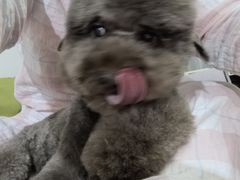 -FAELING PETS美天灵宠物(富力广场店)