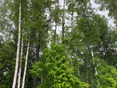 -峡谷浮石林景区