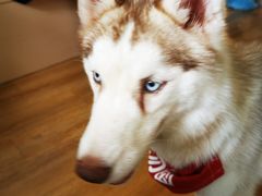 -Husky Go! 哈士奇体验馆·宠物咖啡厅狗咖