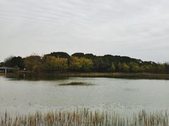 -昆山城市生态森林公园