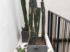 -大树餐厅(红旗街万达店)