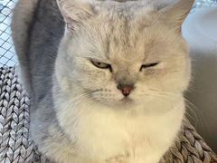 -喵屿·大理花园猫咖