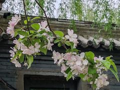 -海棠花溪(元大都城垣遗址公园)