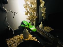-Dragonfly悠庭·按摩Spa(浦东嘉里城店)