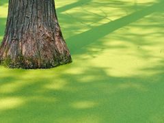 -渌洋湖湿地公园