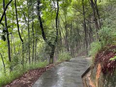 -铁山坪森林公园