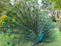 -西双版纳傣族园