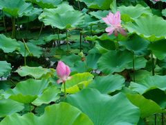 -桃花岛景观公园