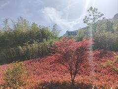 -恩施大峡谷