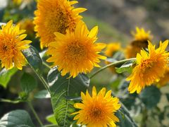 -春花秋色城市公园