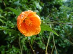 -墨尔本皇家植物园