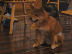 -豆柴町-柴犬主题狗咖(红鼎国际C座店)