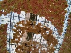 -沈阳植物园