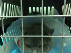 android_upload_pic-纳吉亚猫专科动物诊疗中心(蒋宅口分院)