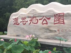 -莲花池公园