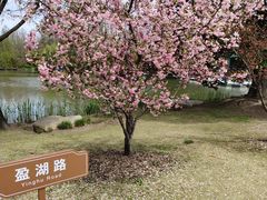 -上海滨江森林公园