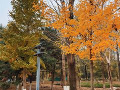 -长白岛森林公园